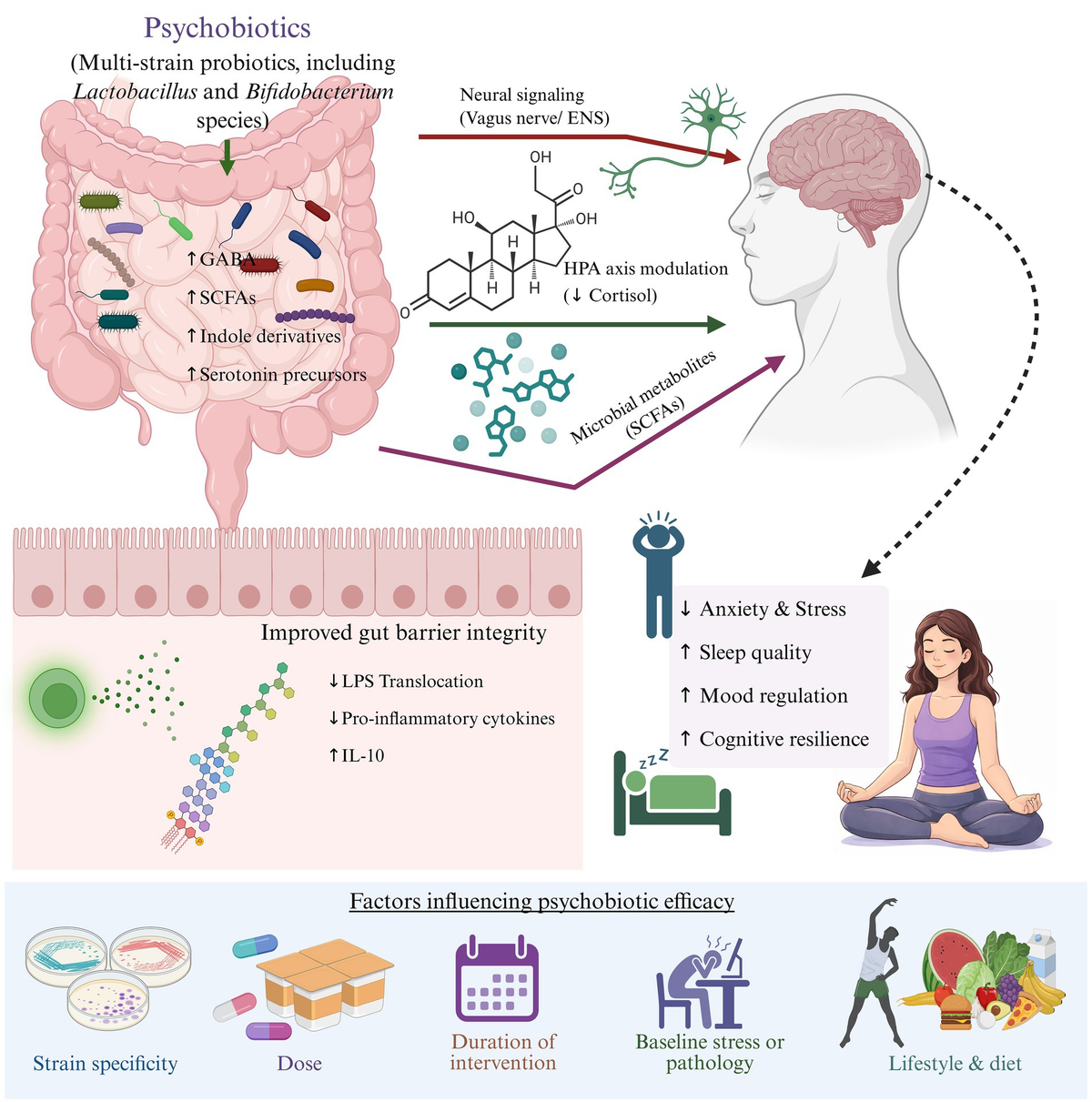 Mechanism of psychobiotic interactions in the gut-brain axis