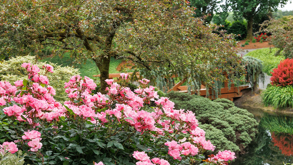 Monrovia garden trends display