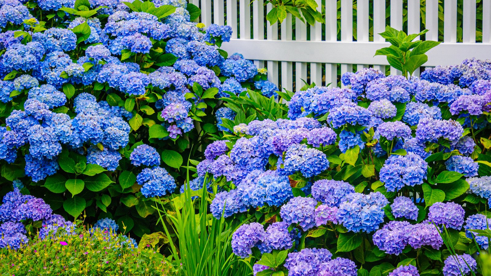 Nostalgic garden scene with heritage plants