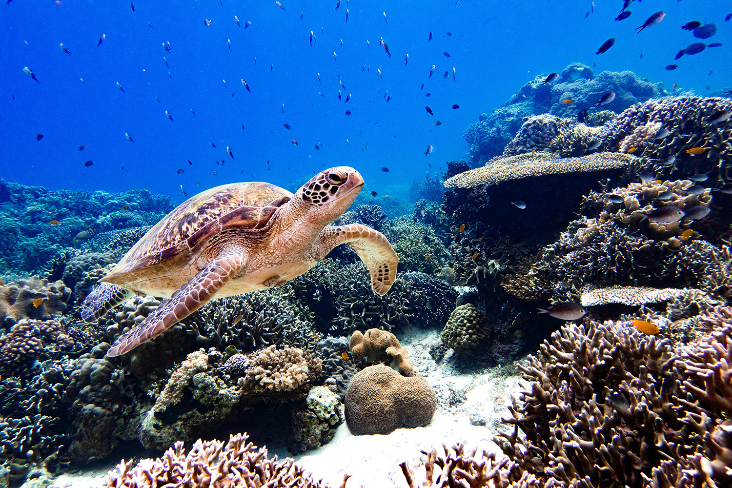 Marine protected areas vulnerable to sewage pollution