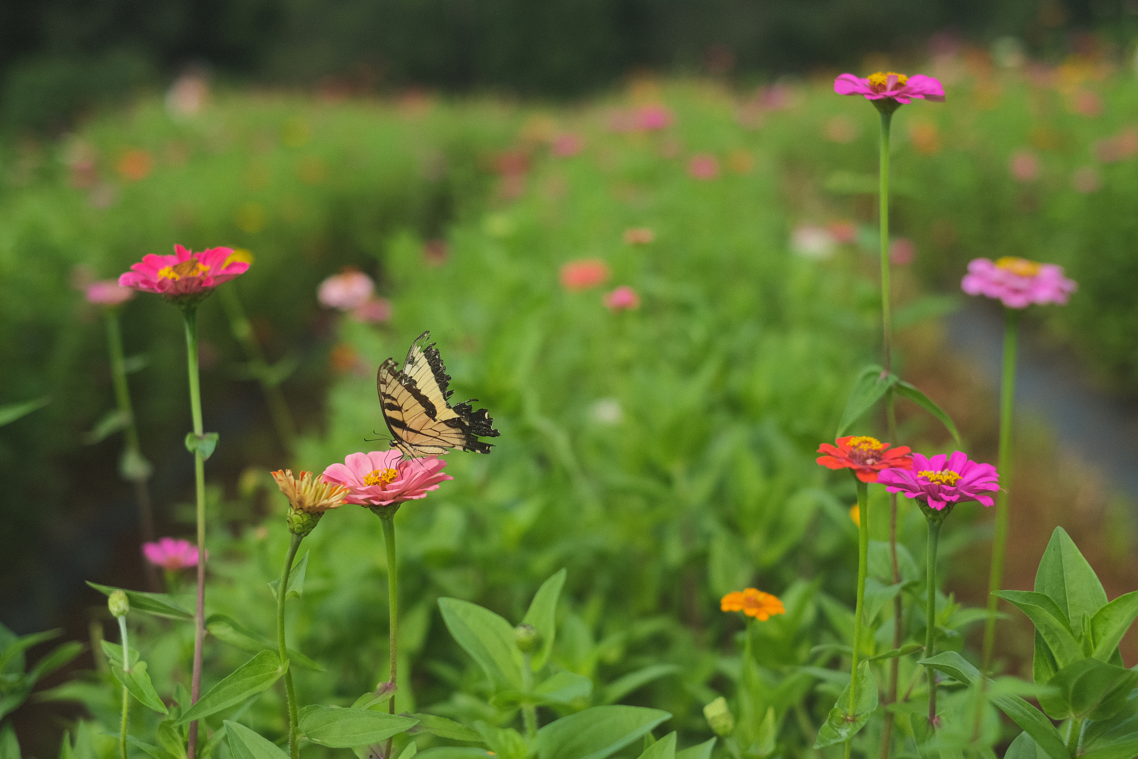 Restored natural landscape — Rewilding gains momentum this Earth Day