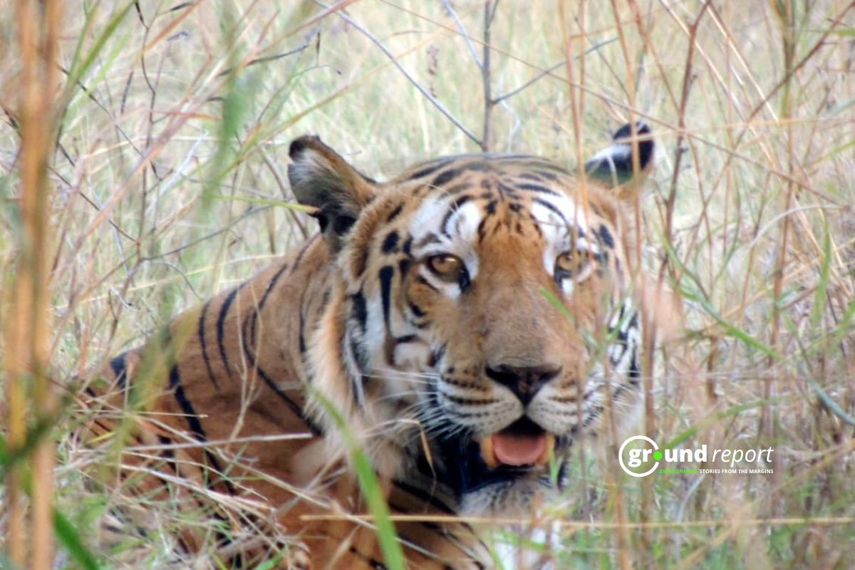 Tiger in Madhya Pradesh forest