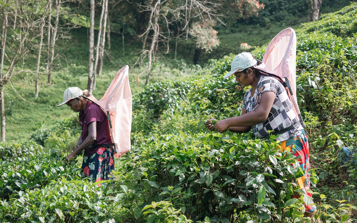 Women plucking tea in Sri Lanka
