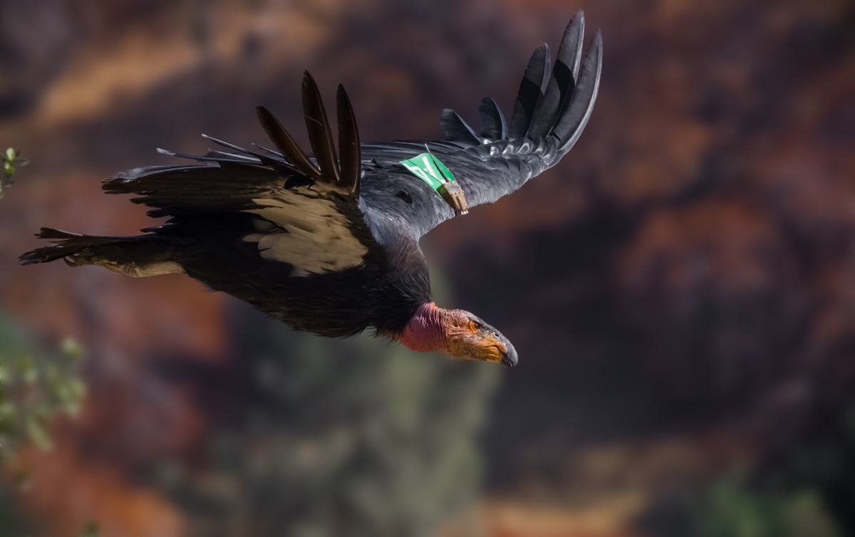 California condor — ESA protections remain in place after bill pulled from House vote