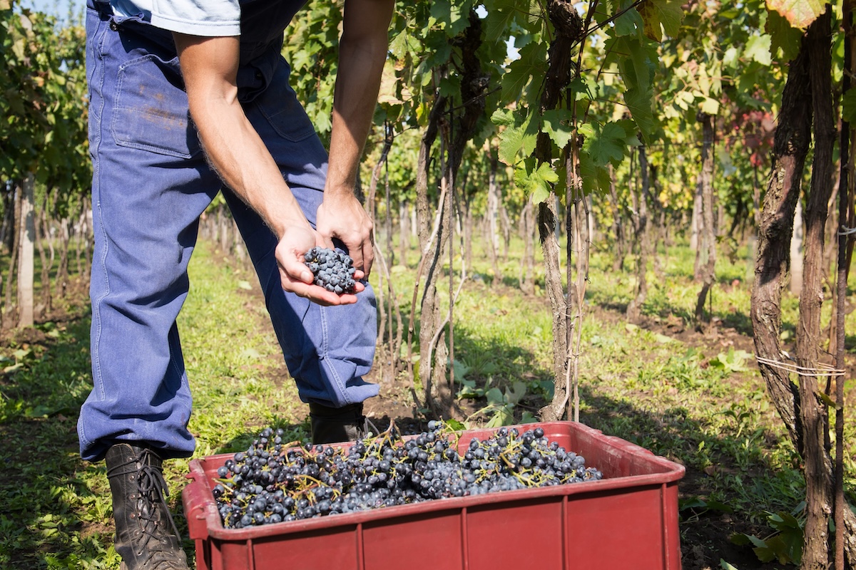 Italian vintage 2026 assessment