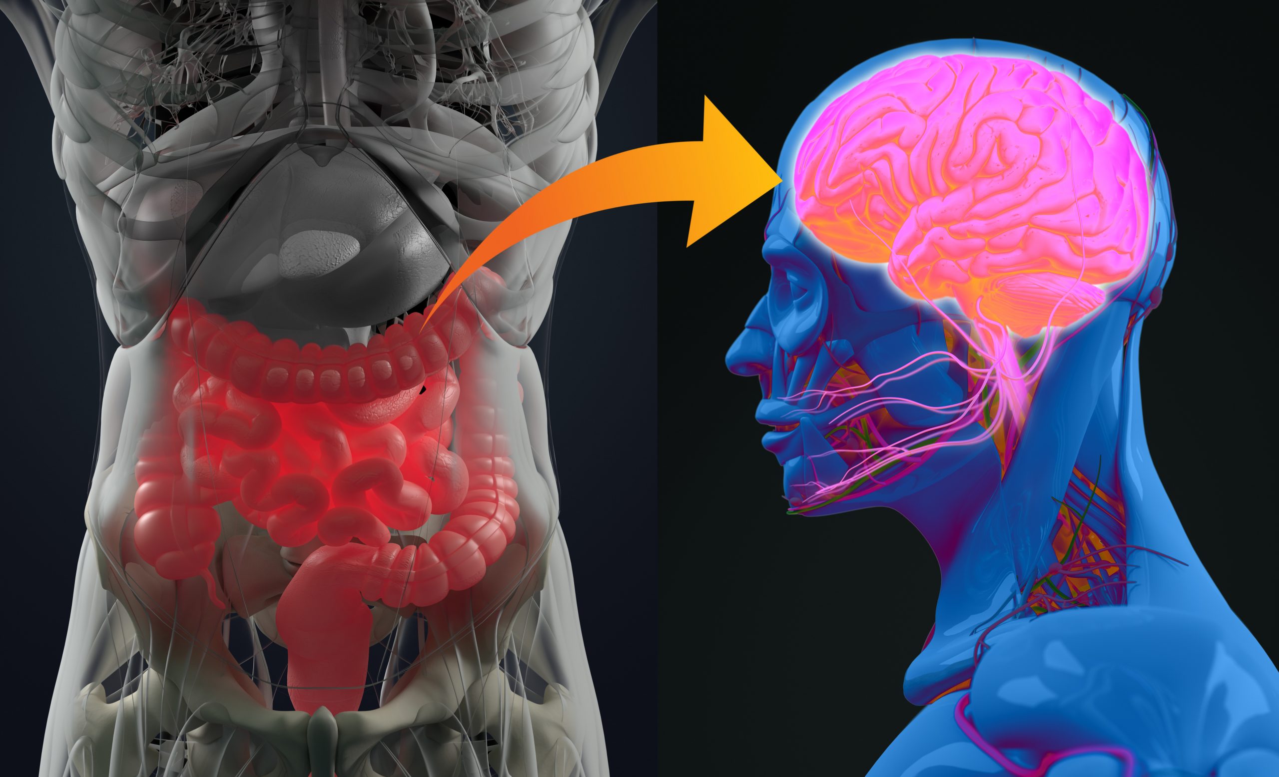 Medical image visualizing the interaction between GLP-1 drugs and gut microbiota