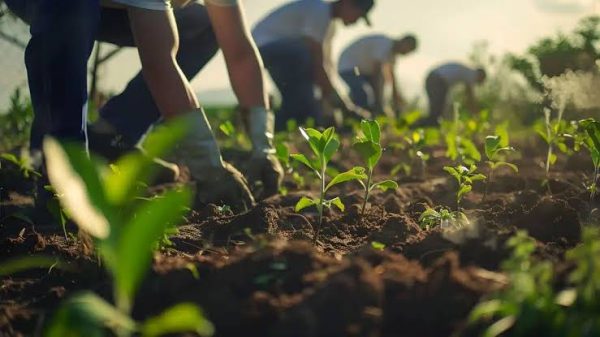 Senegalese farmers planting saplings during the 2026 reforestation campaign