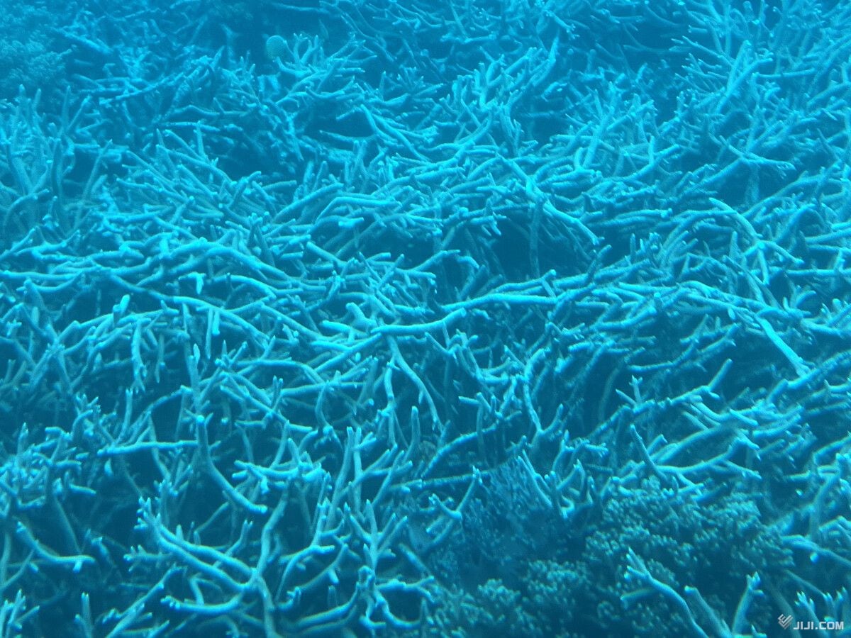 Bleached branching corals at Moore Reef