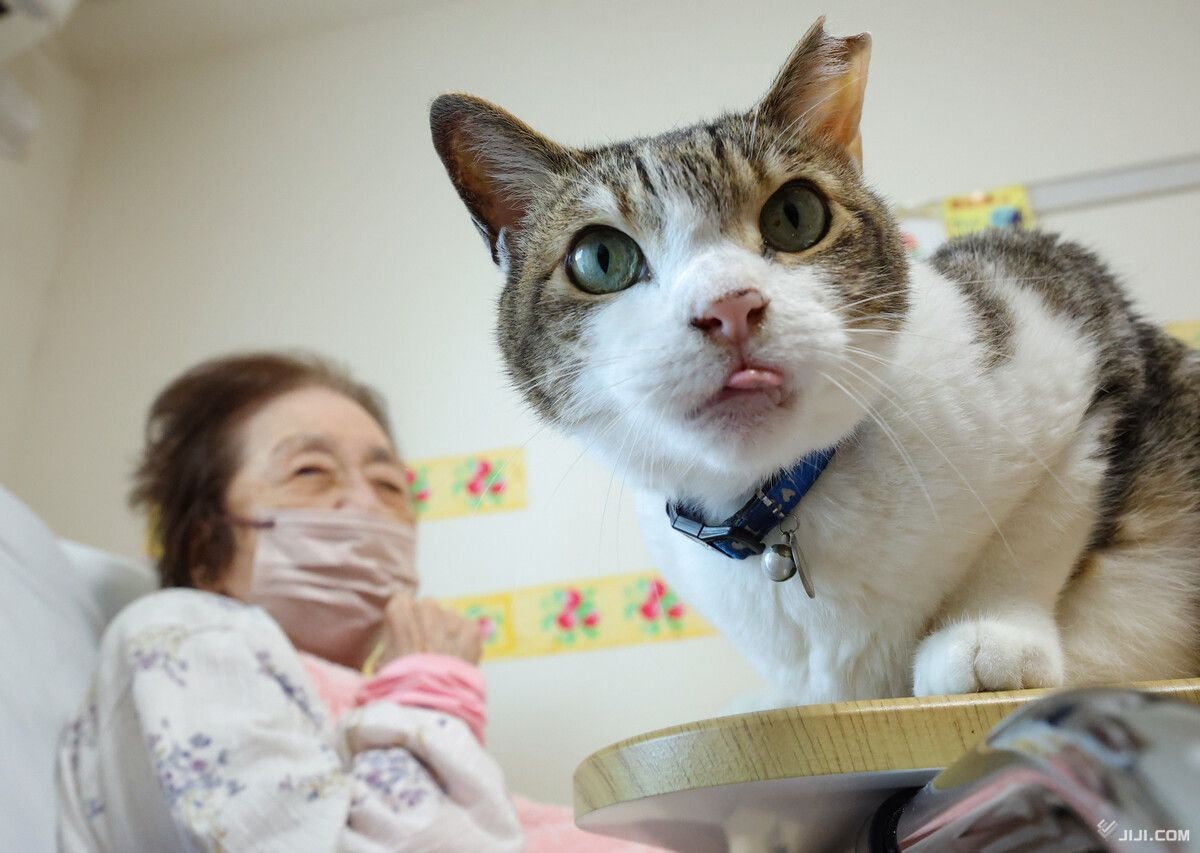 Elderly resident living with a pet in a Japanese cohabiting senior facility