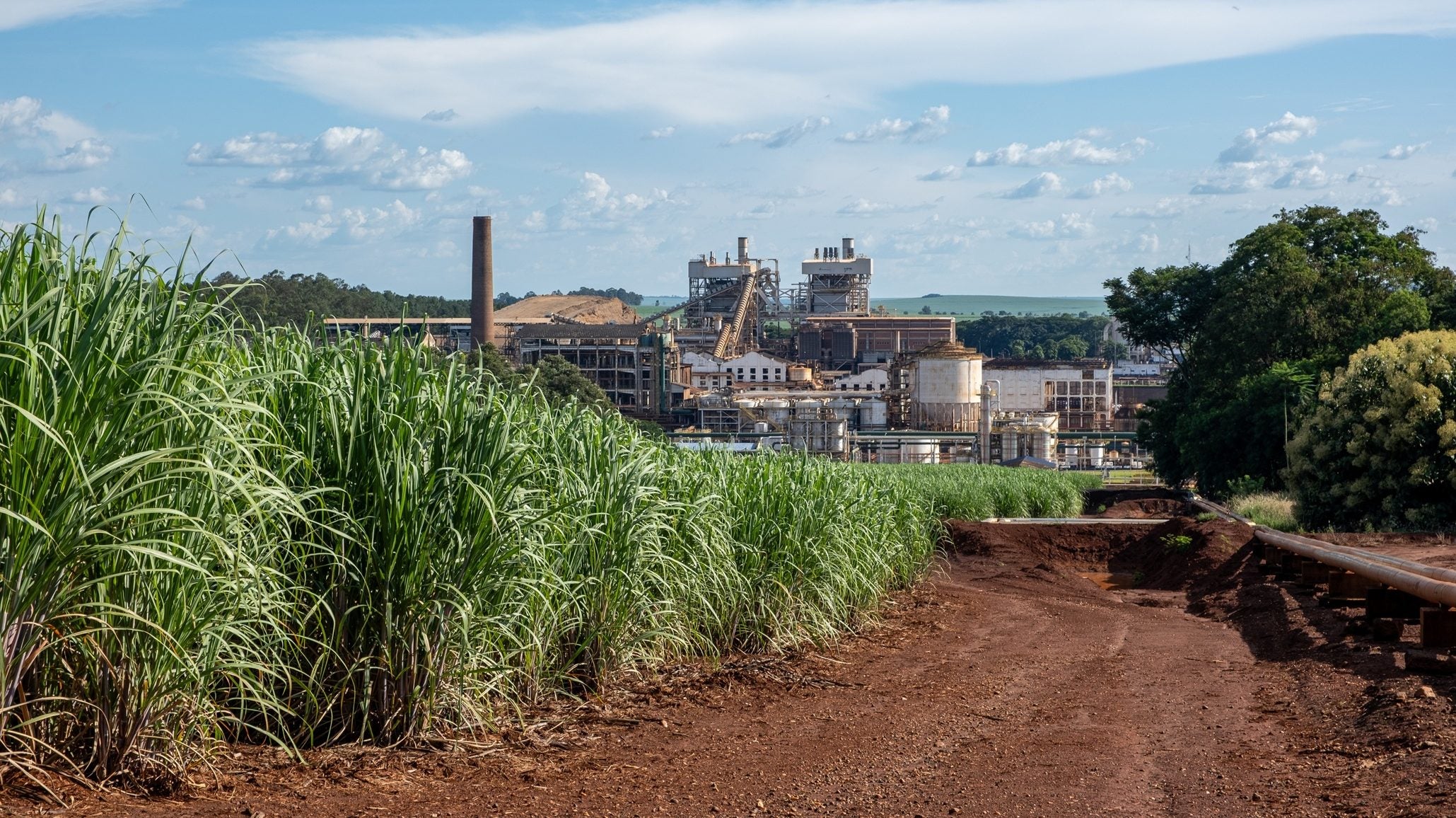 Sugarcane field illustration from Just Food's Brazil harvest analysis