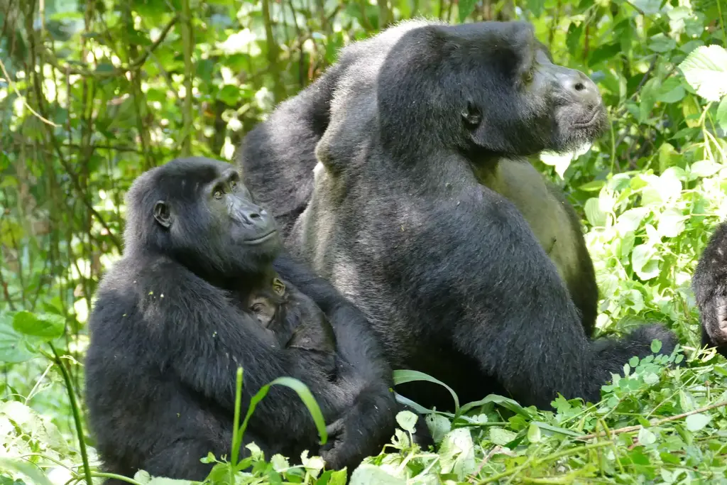 Wildlife population decline compound threats gorilla study