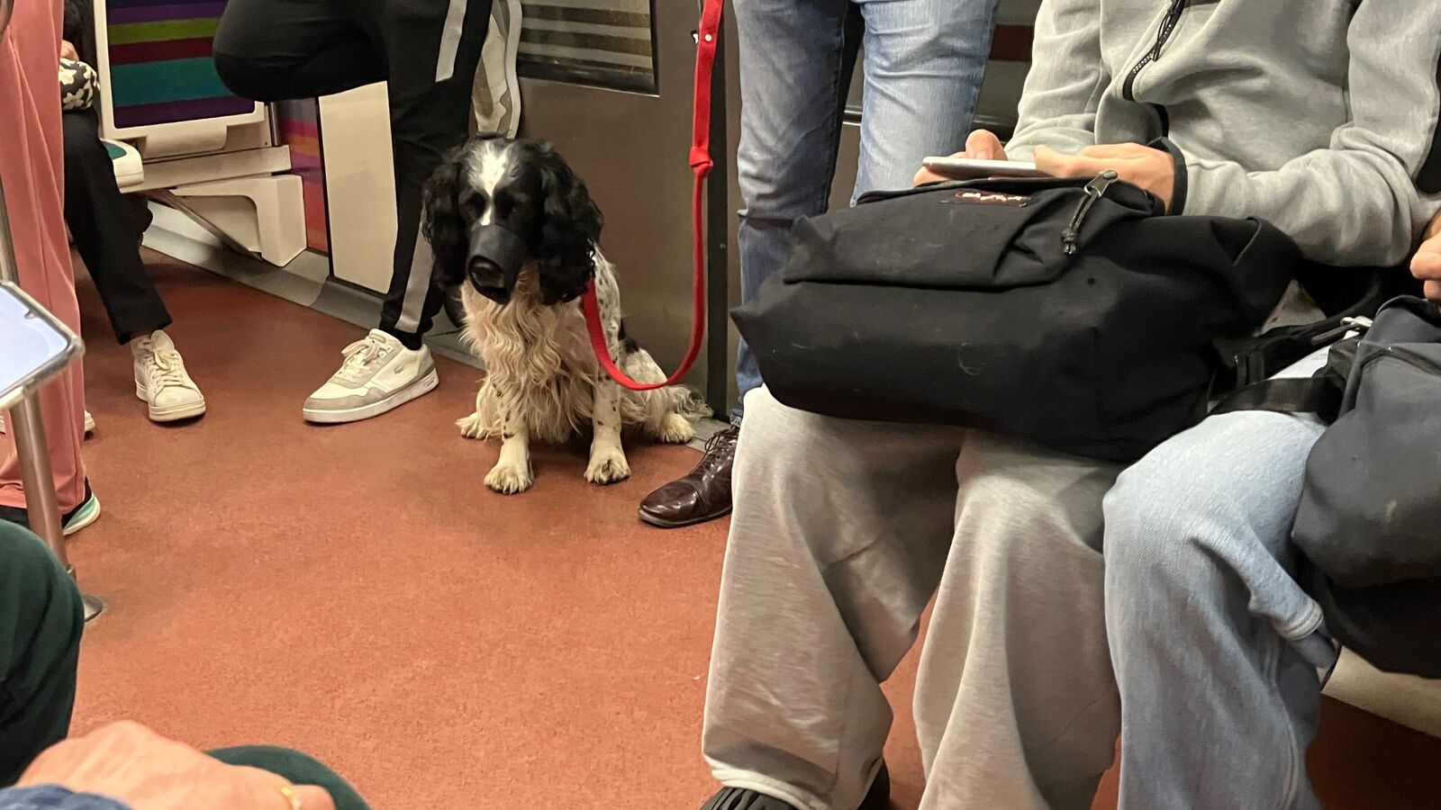 Graphic illustrating Paris public transport rules for dogs