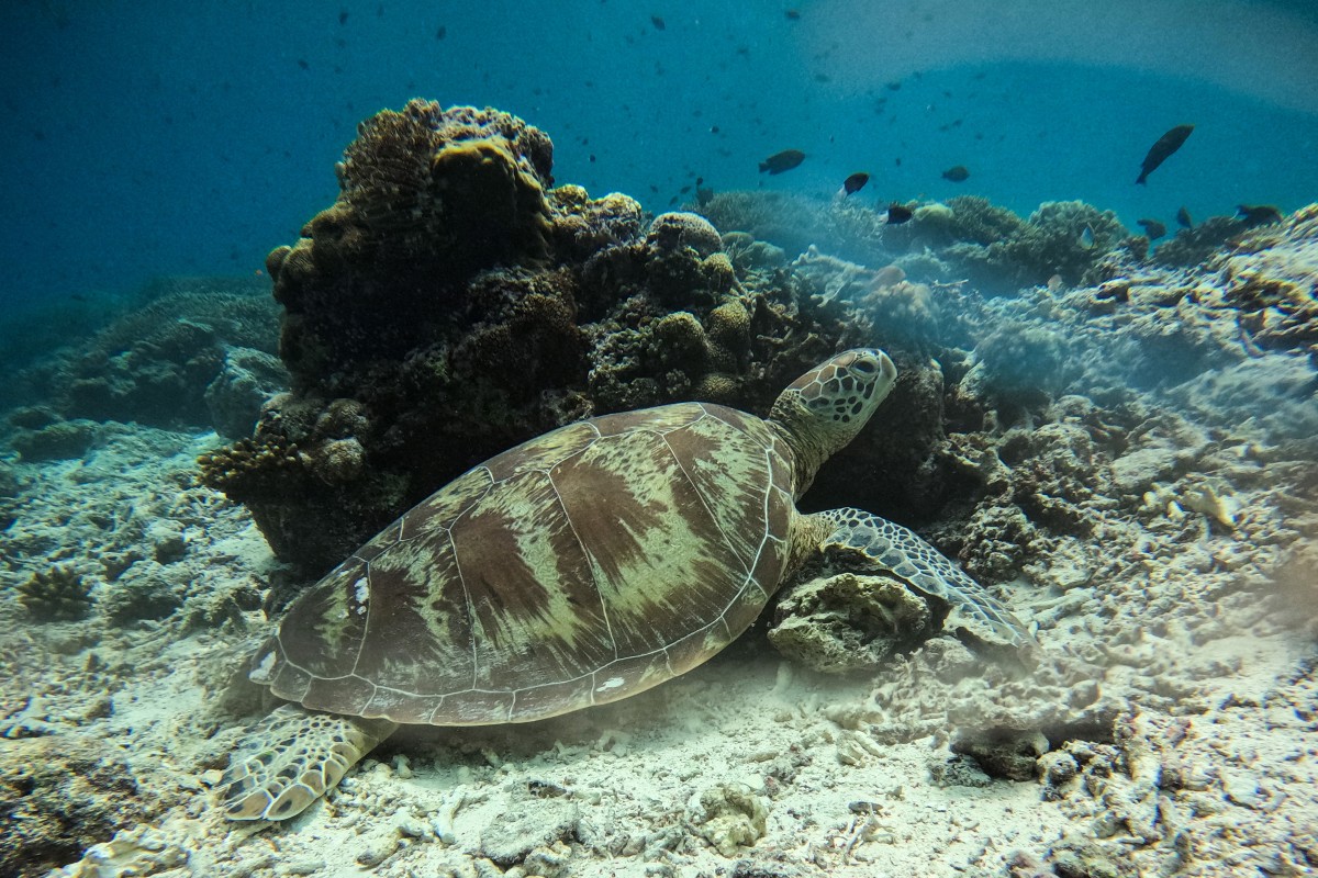 Coral reef in Southeast Asia