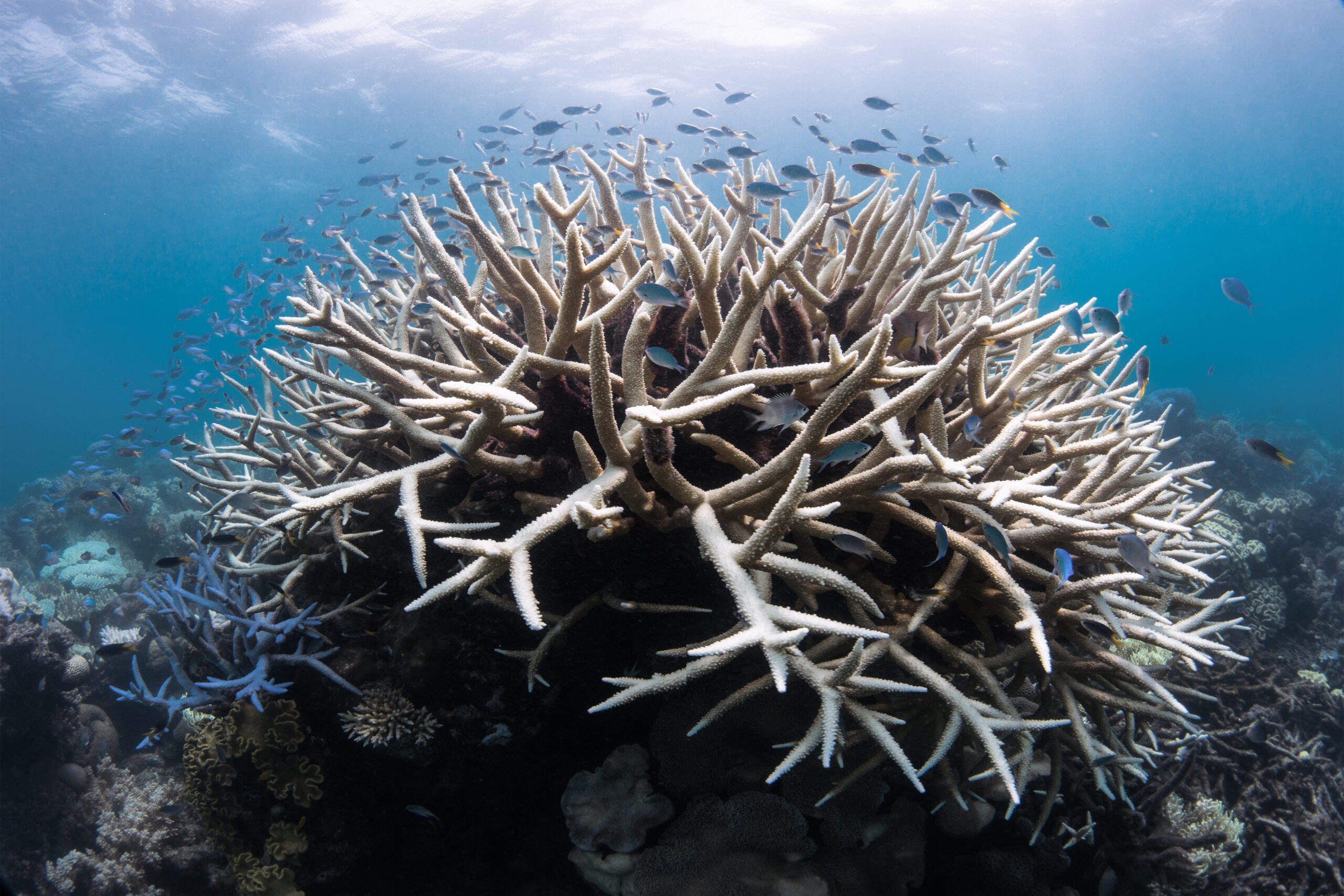 Coral bleaching during a heat stress event