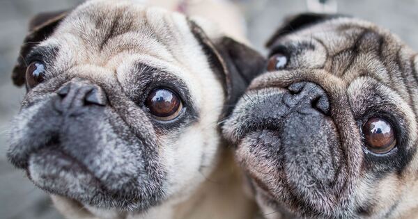 Pugs illustrating health issues