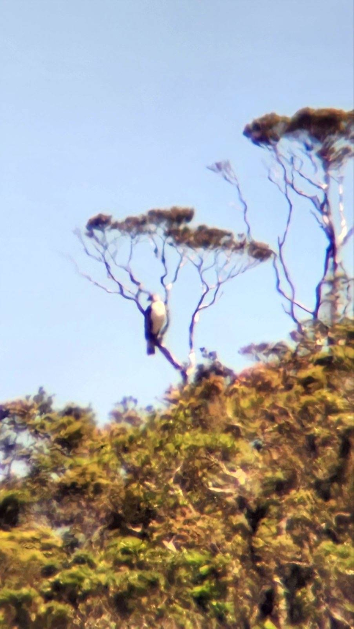 Philippine eagle sighting in Isabela, Northern Sierra Madre Natural Park