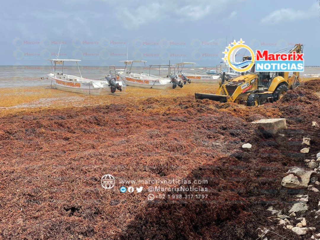 Sargassum collection operations in Quintana Roo