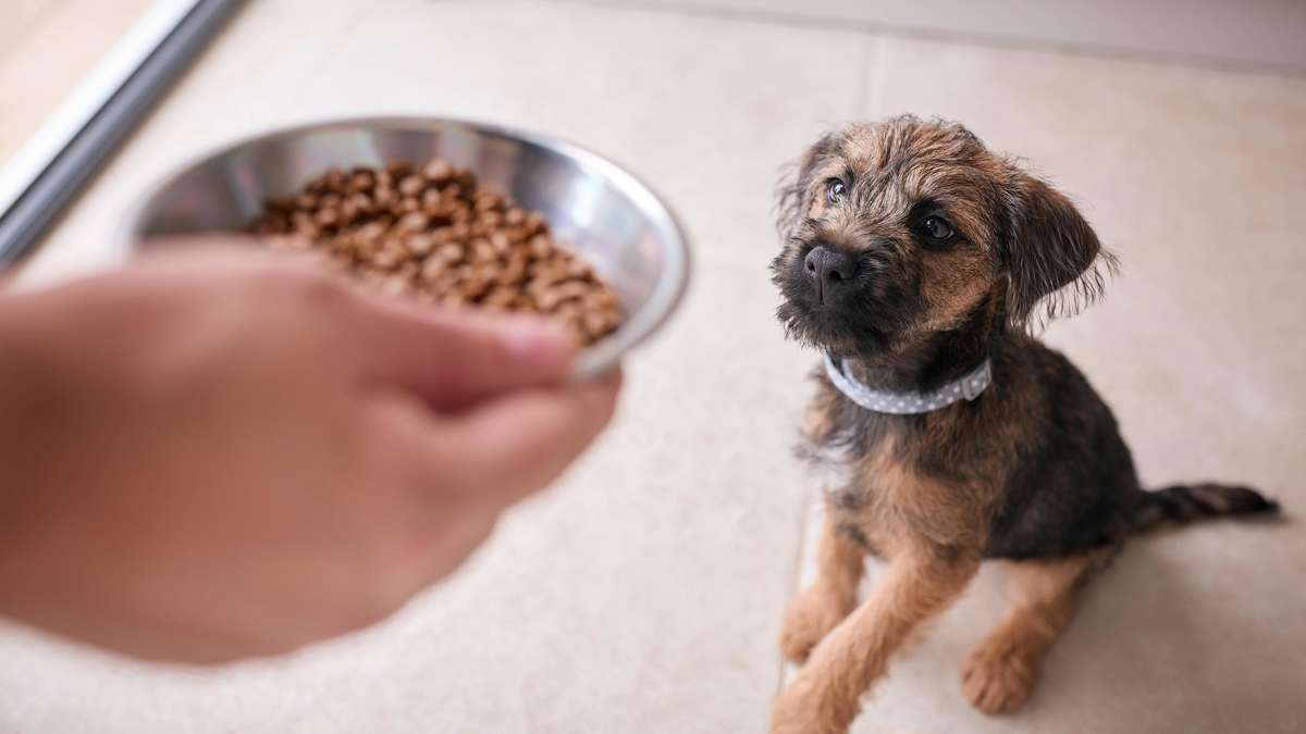 German cat food test results