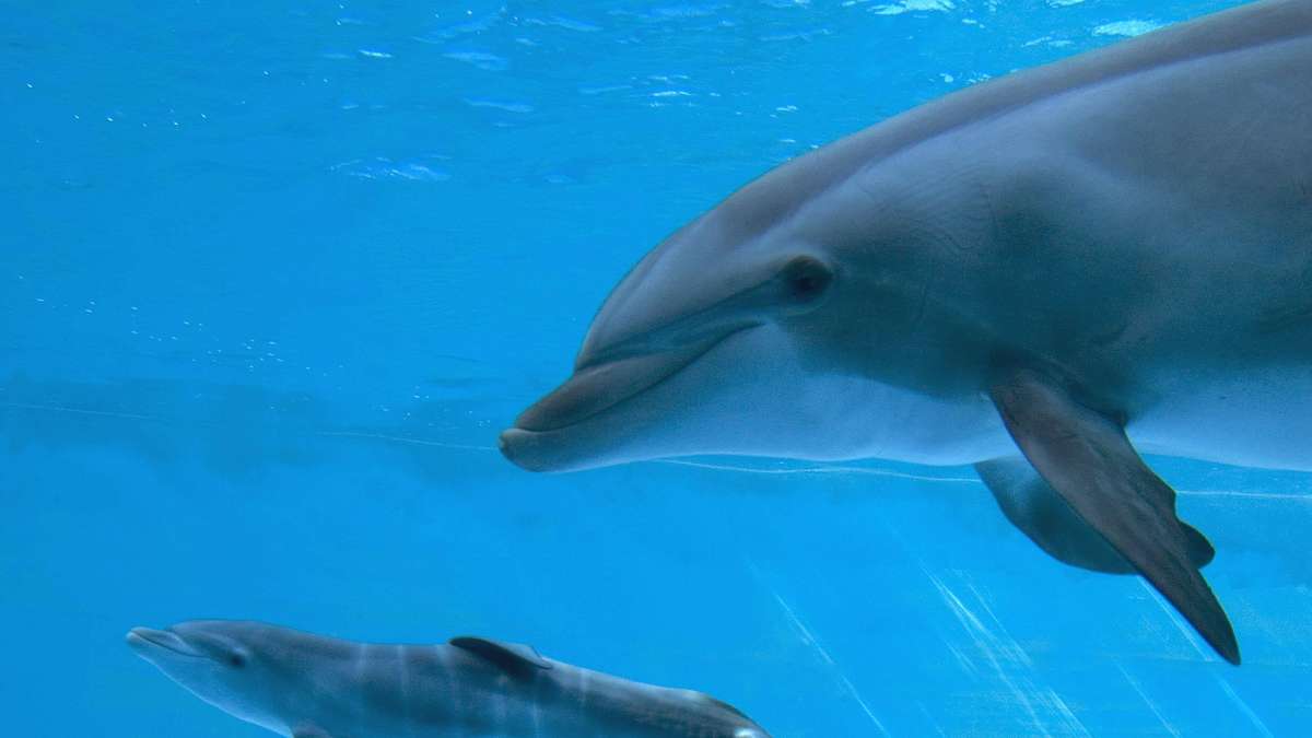 Dolphin using a sponge tool underwater