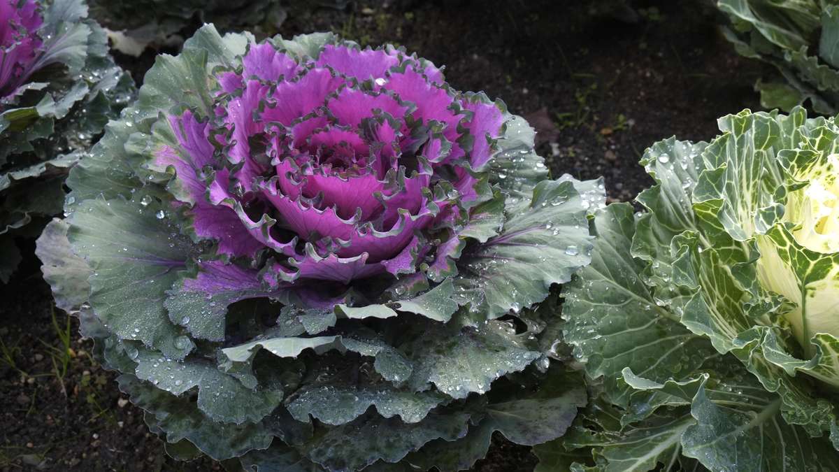 Ornamental Kale for Autumn Balconies