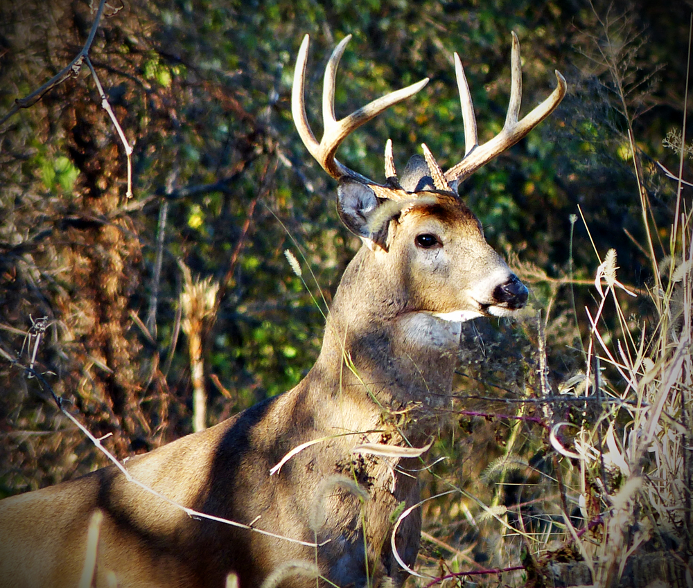 A white-tailed buck deer in wooded habitat, symbolizing species that depend on wildlife corridors