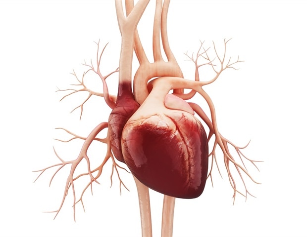 Medical illustration of the human heart, symbolizing the new unified framework for women's cardiovascular health