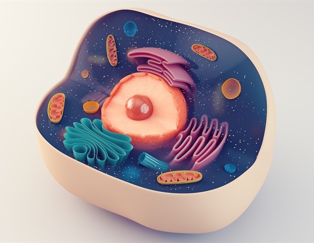Diagram of cell therapy mechanism