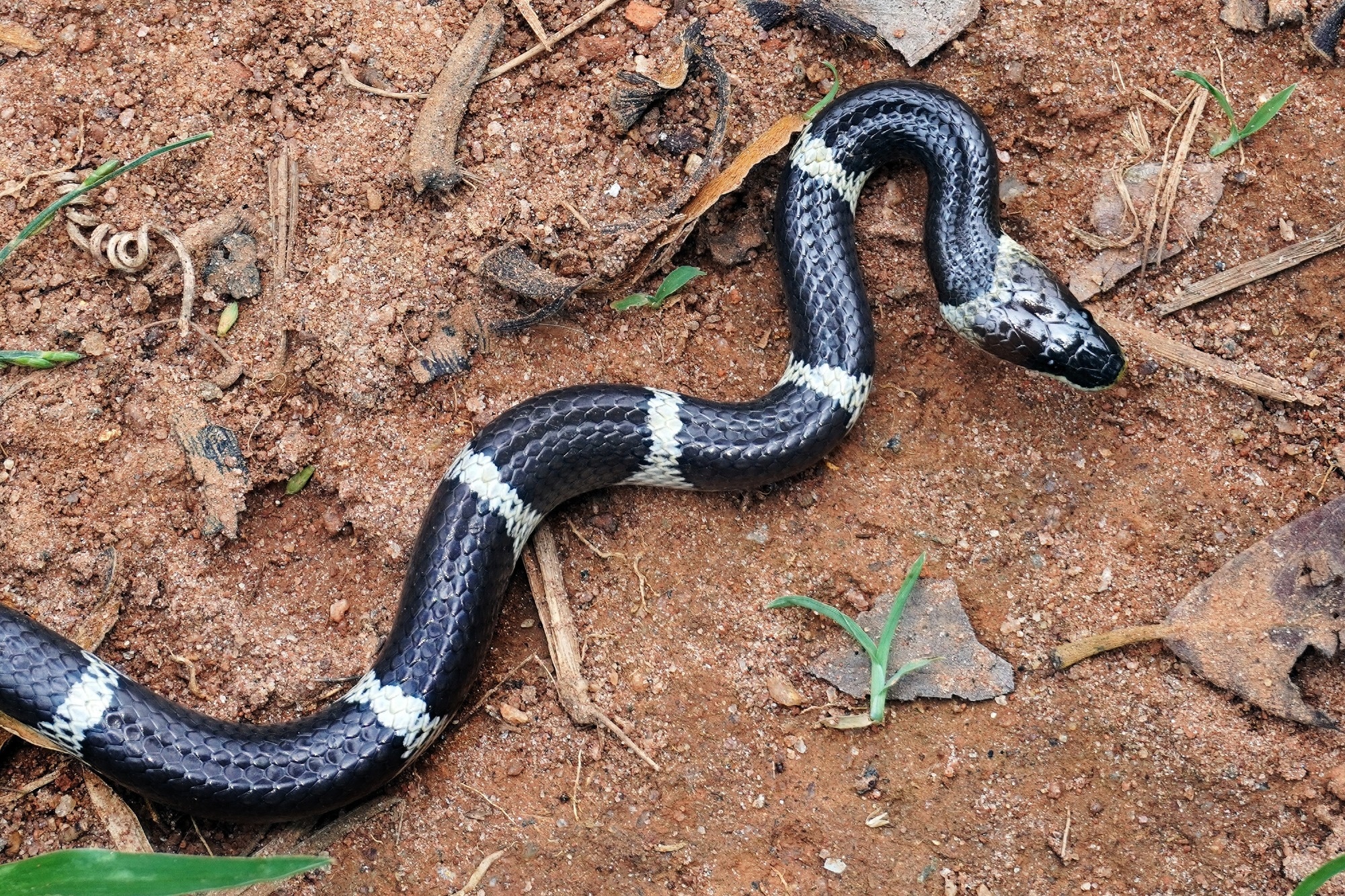 Graph illustrating global snakebite mortality trends