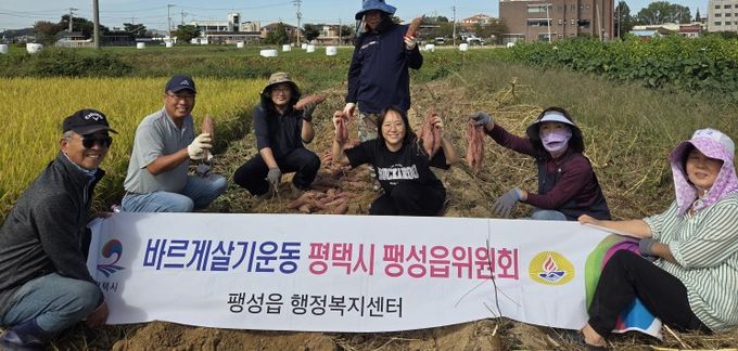 고구마 수확 활동 현장