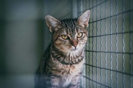 Japanese media coverage of the rescue group survey timed to Animal Welfare Week