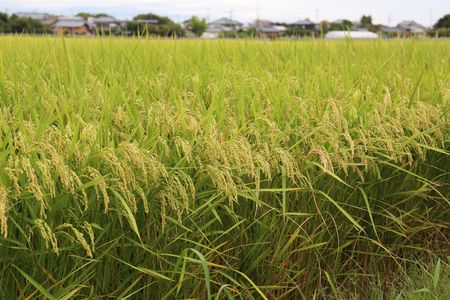 Rice harvest in Japan