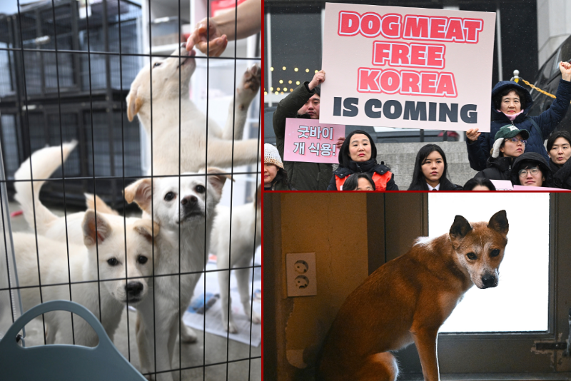Empty dog farm facilities as closures accelerate
