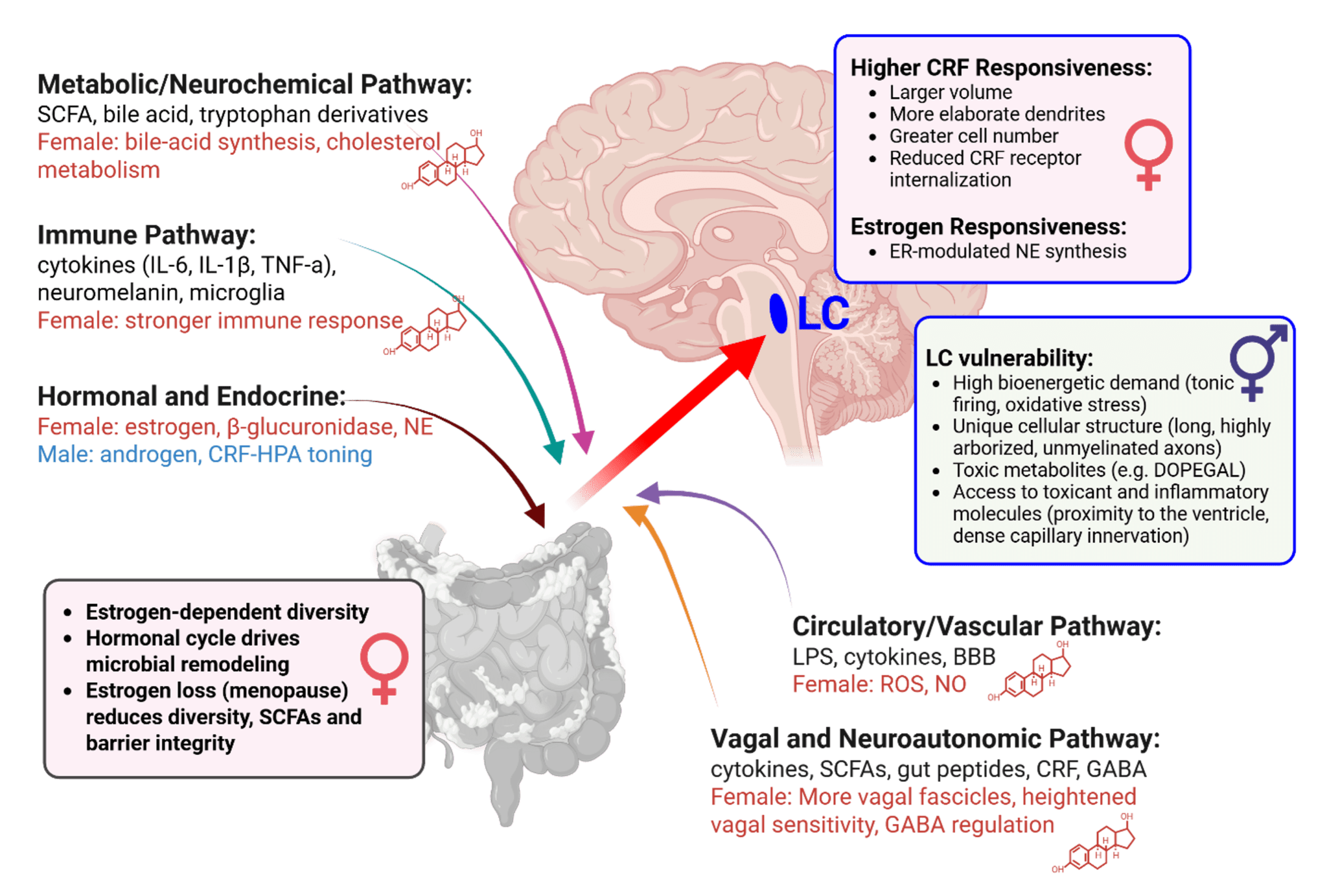 Probiotic bacteria illustration with brain connection visualization