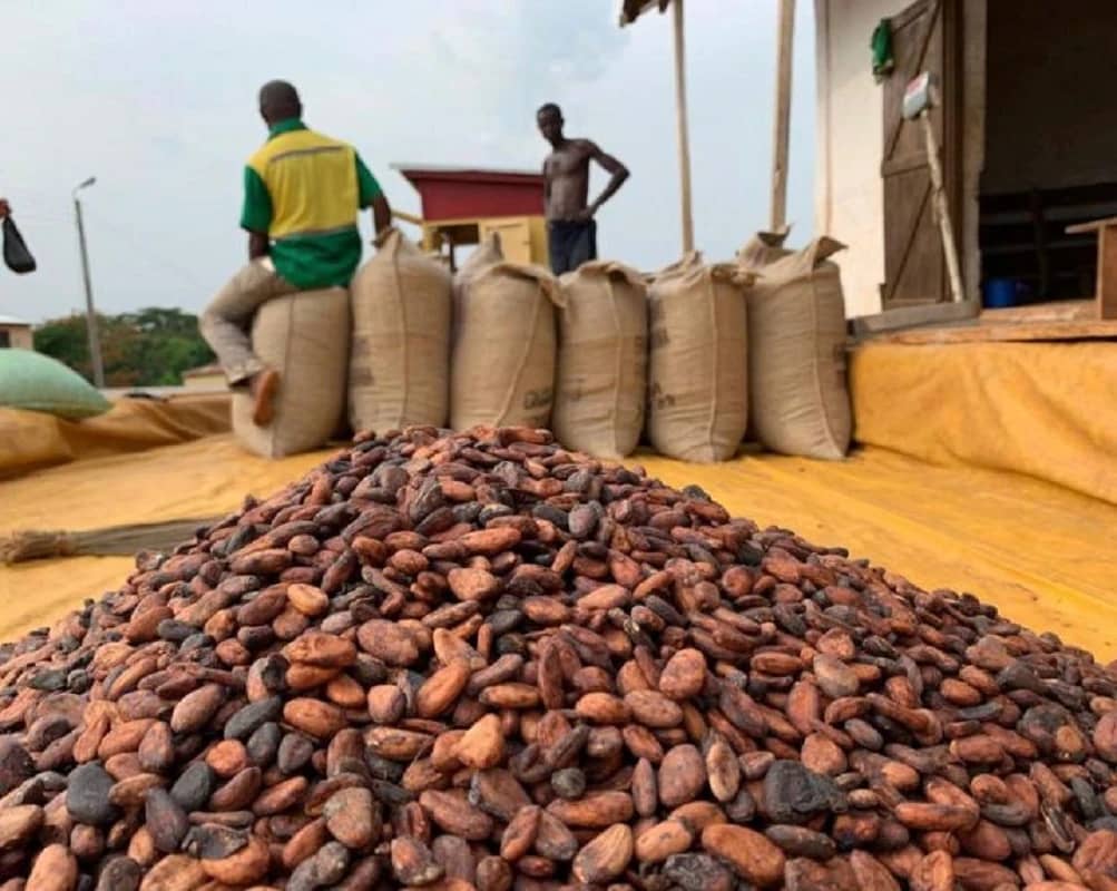 Cocoa beans ready for processing in Ivory Coast