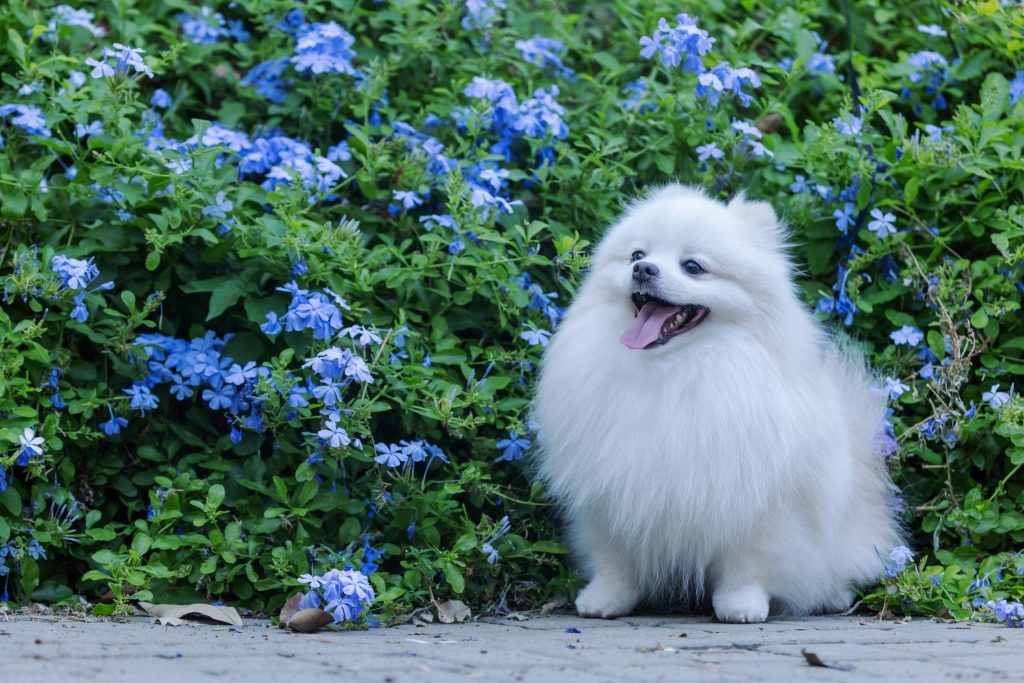 White dog arriving in Japan through the airport import process