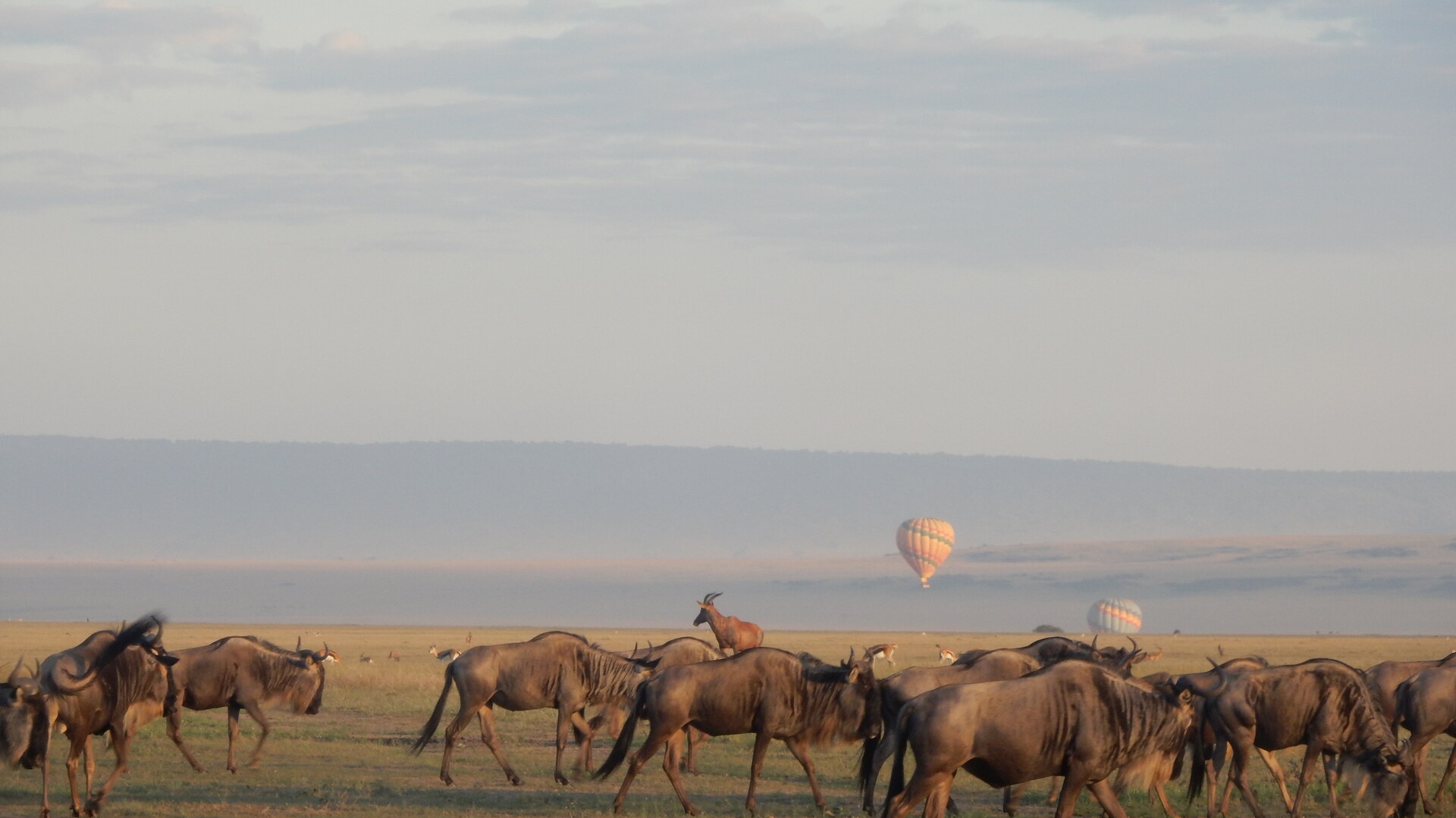 Map showing migration routes and lodge locations in Masai Mara and Serengeti