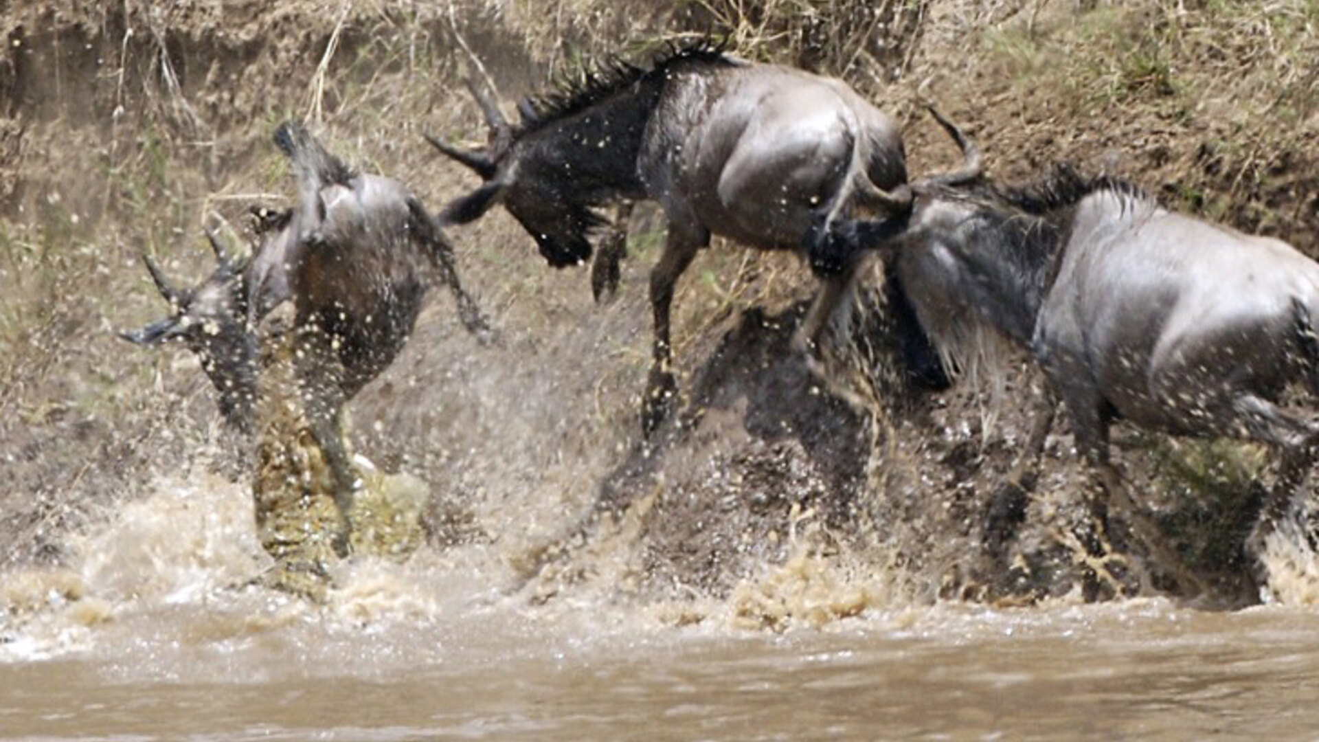 Wildebeest migration safari package promotional image