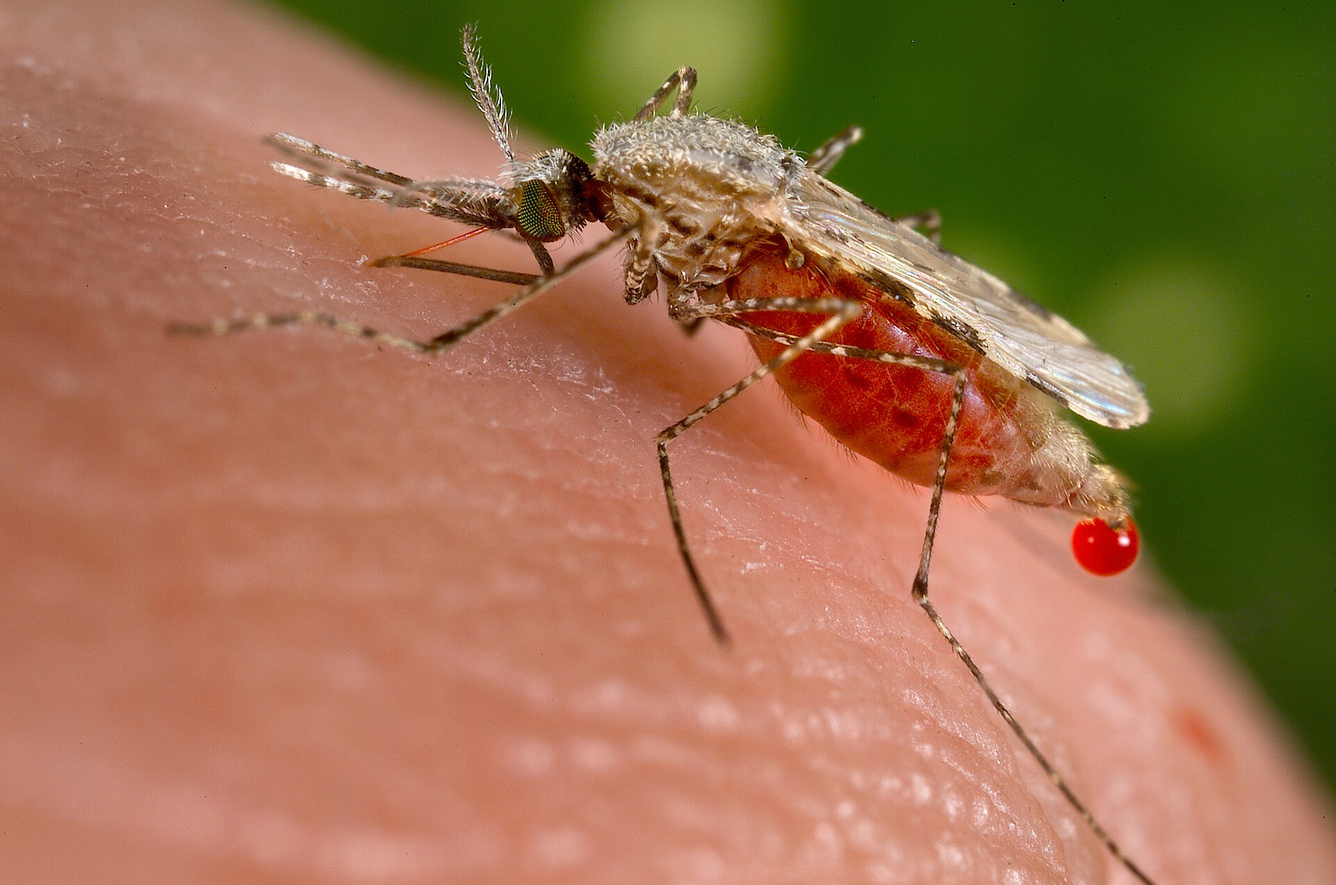 Image related to Vivaxin malaria vaccine trials