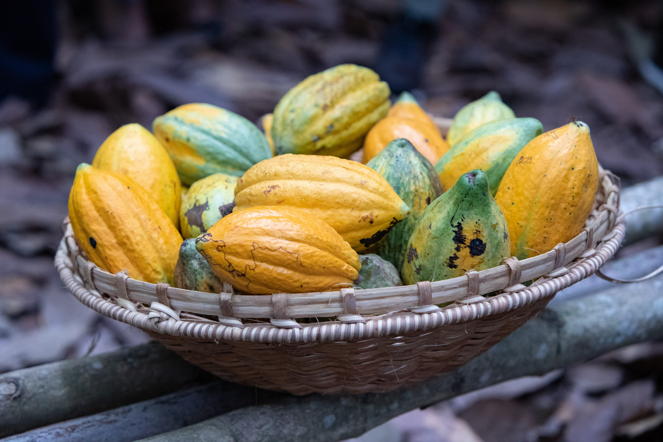 Farmers harvesting cocoa in Soubré region