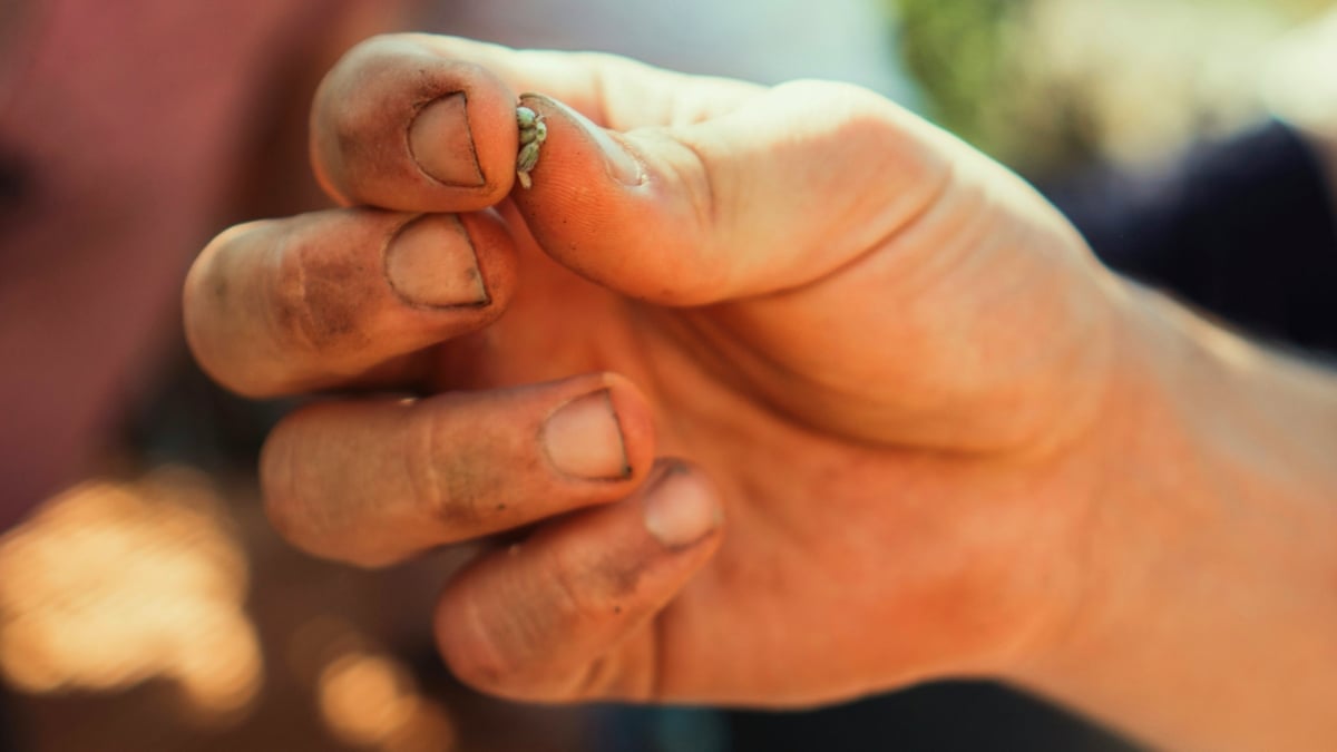 Hand holding seeds illustrating the study on seed vault viability