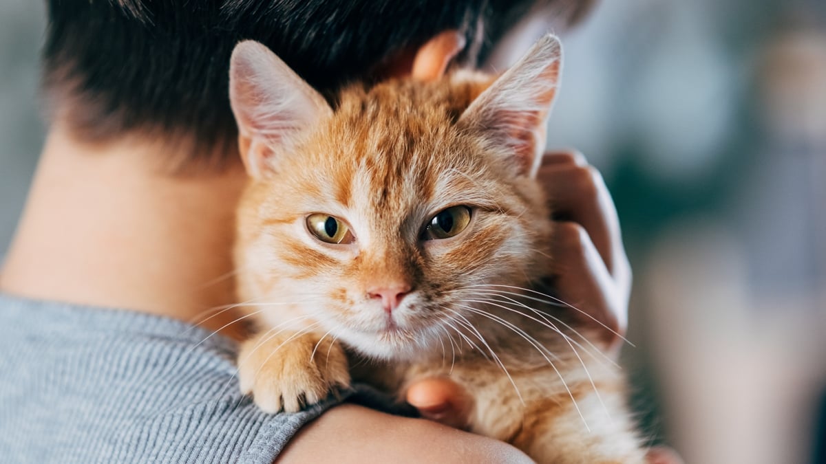 Boy interacting with a cat