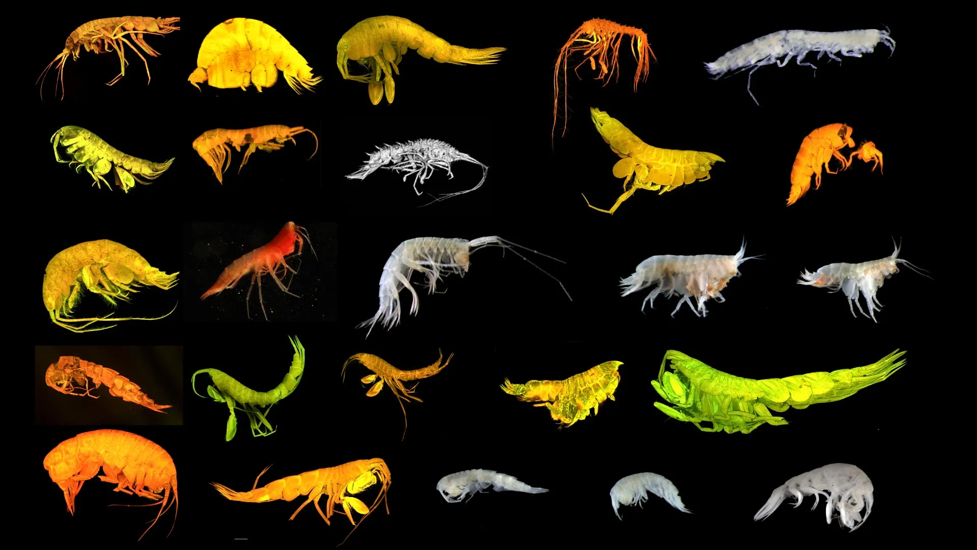 Deep-sea amphipod species newly discovered Clarion-Clipperton Pacific
