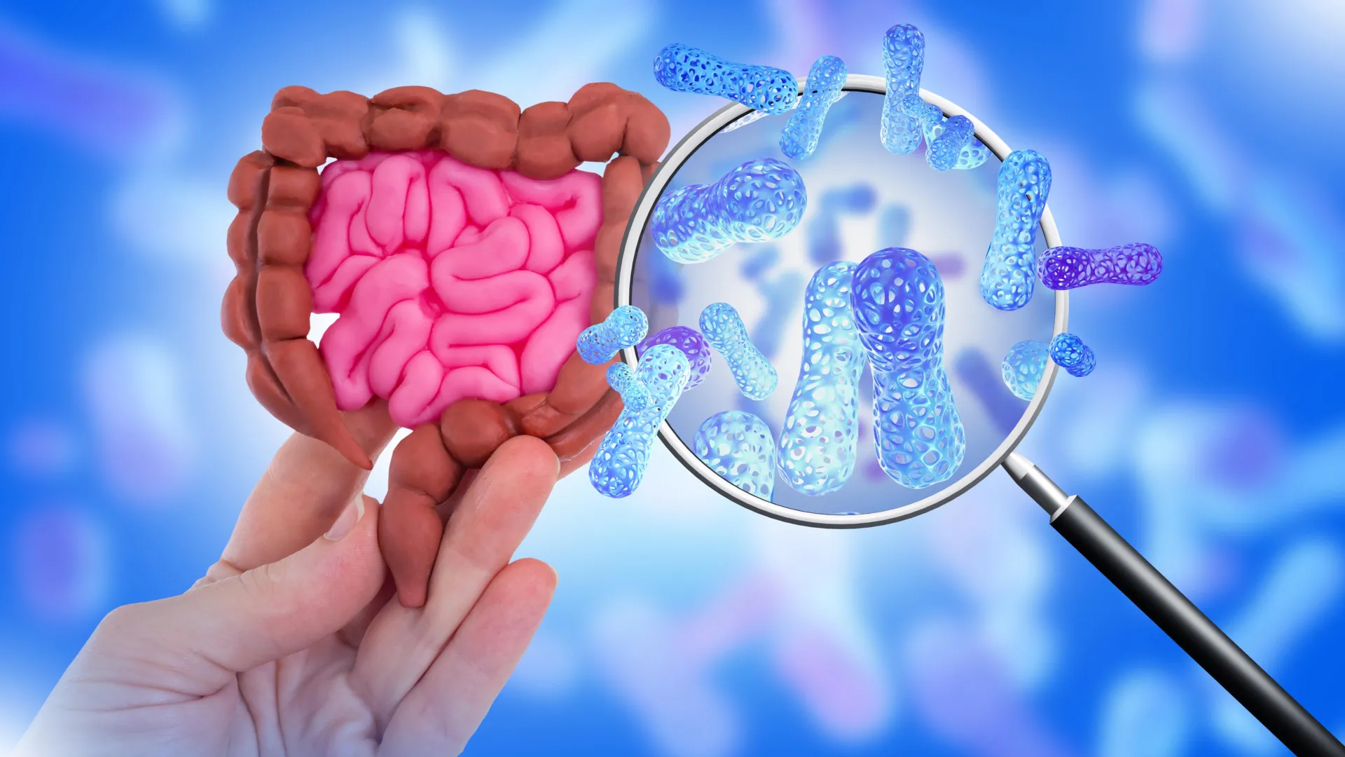 Bifidobacteria in gut microbiome