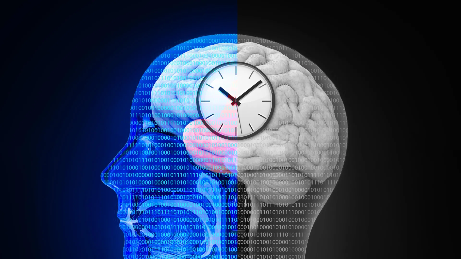 Brain scan image showing activation patterns during intermittent fasting