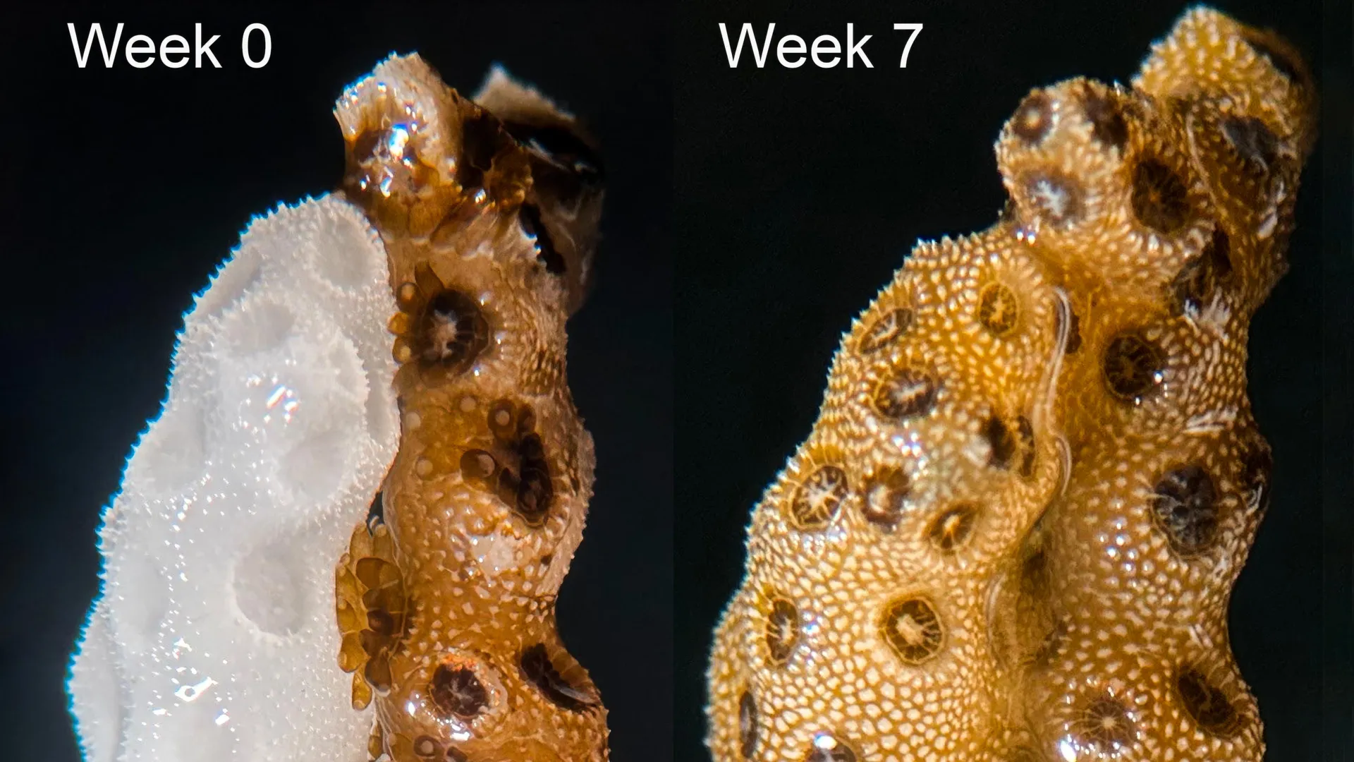 Diagram or photo illustrating coral recovery process