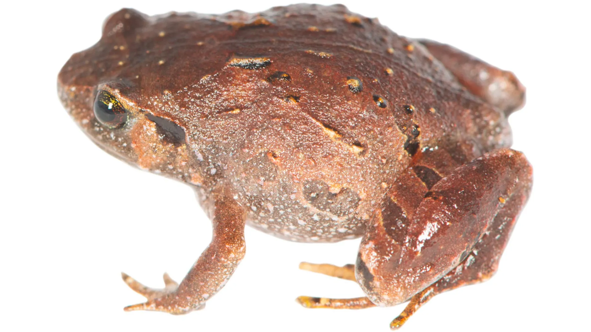 Newly discovered diamond frog species