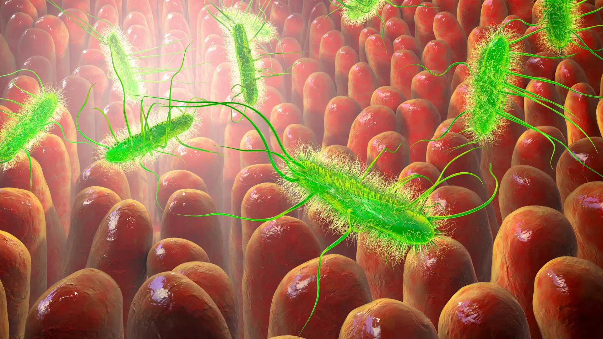 Escherichia coli bacterium infecting human intestine