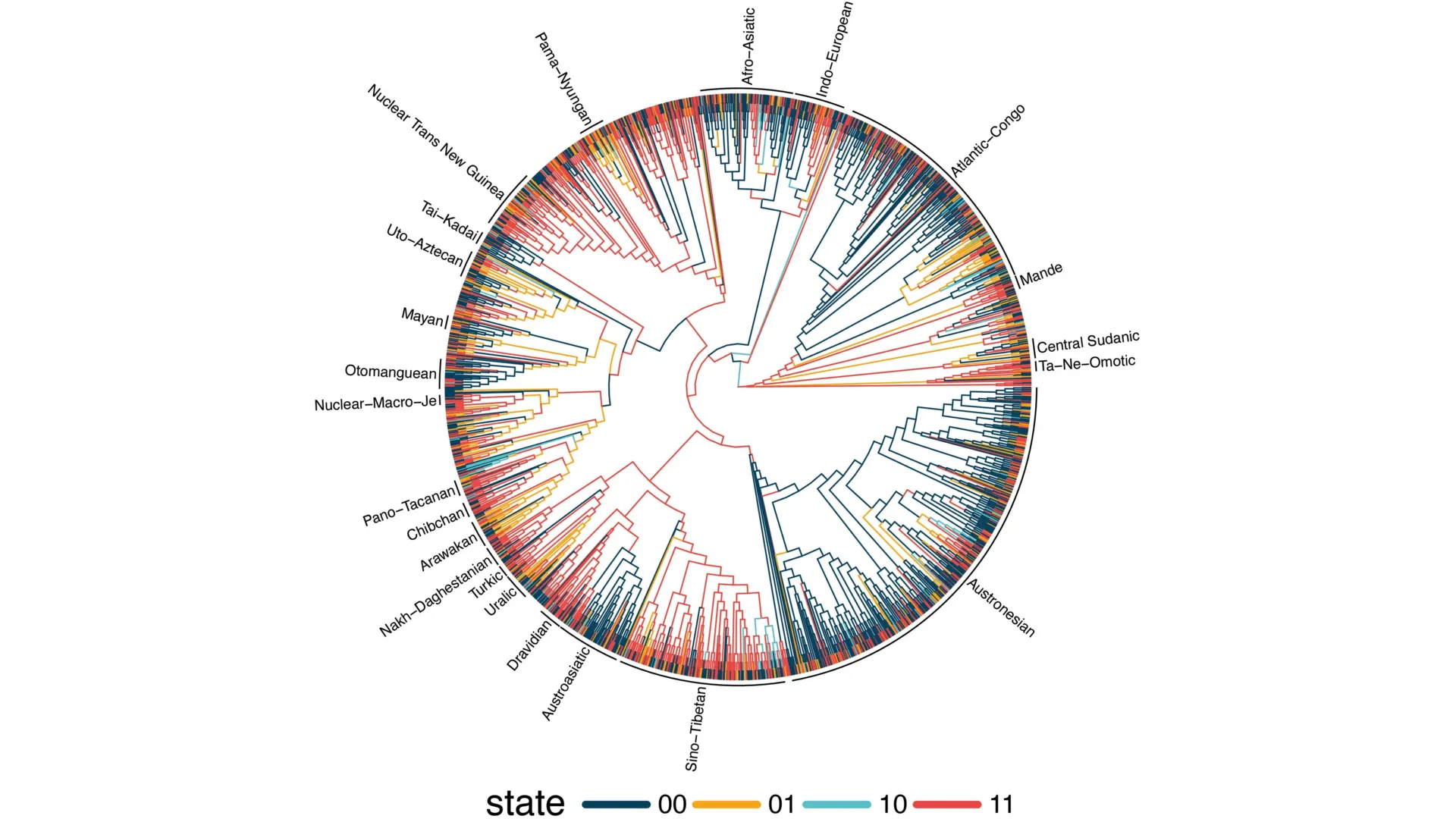 Evolutionary tree of word order universals across global languages