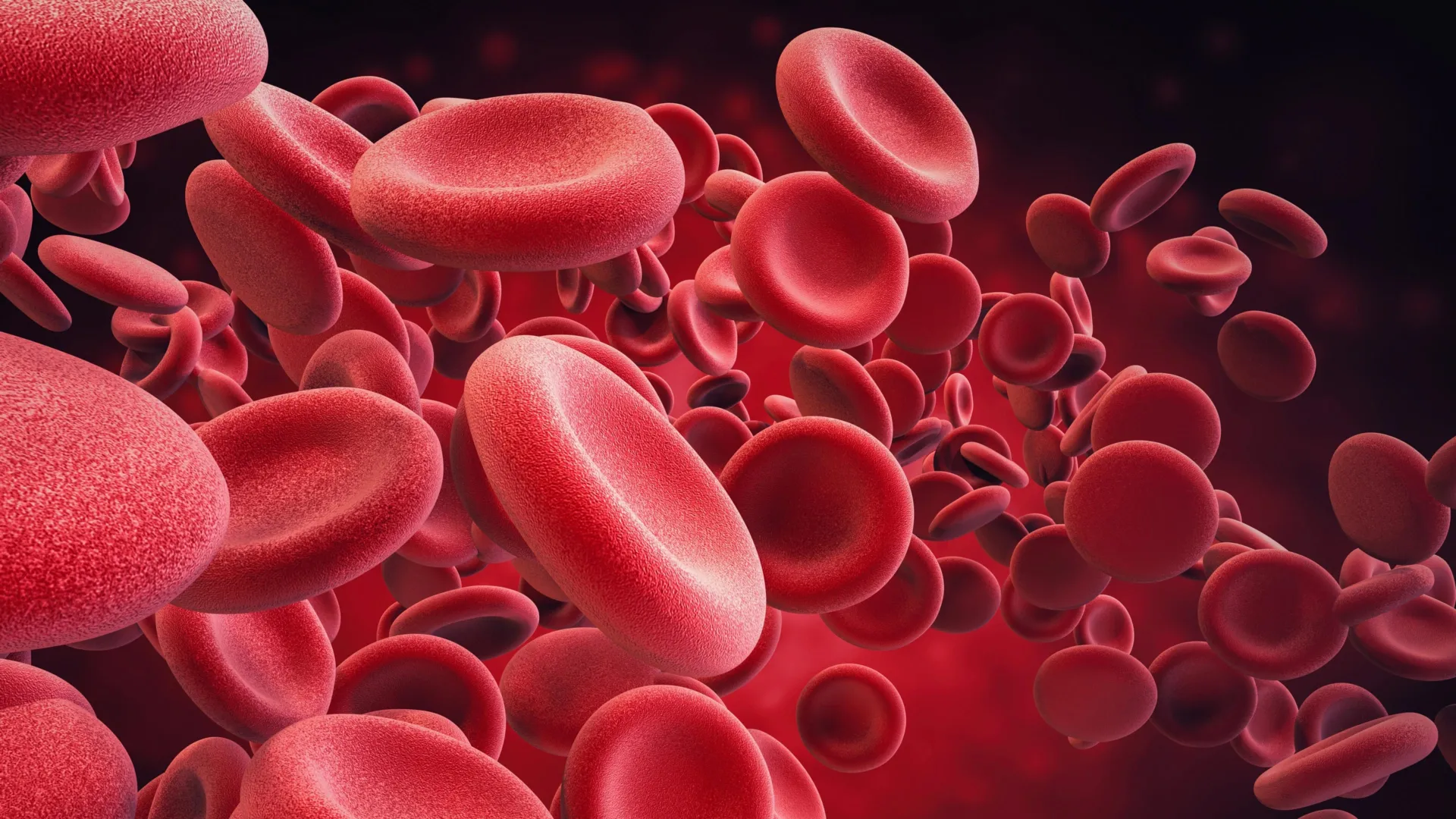 Red blood cells flowing through a vessel, illustrating stem cell and blood aging research