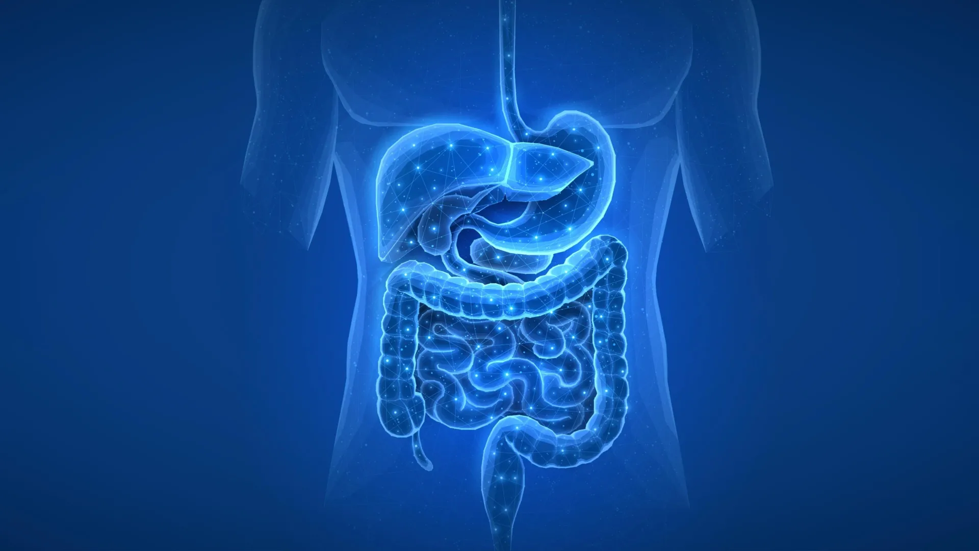Gut health human digestive system illustration